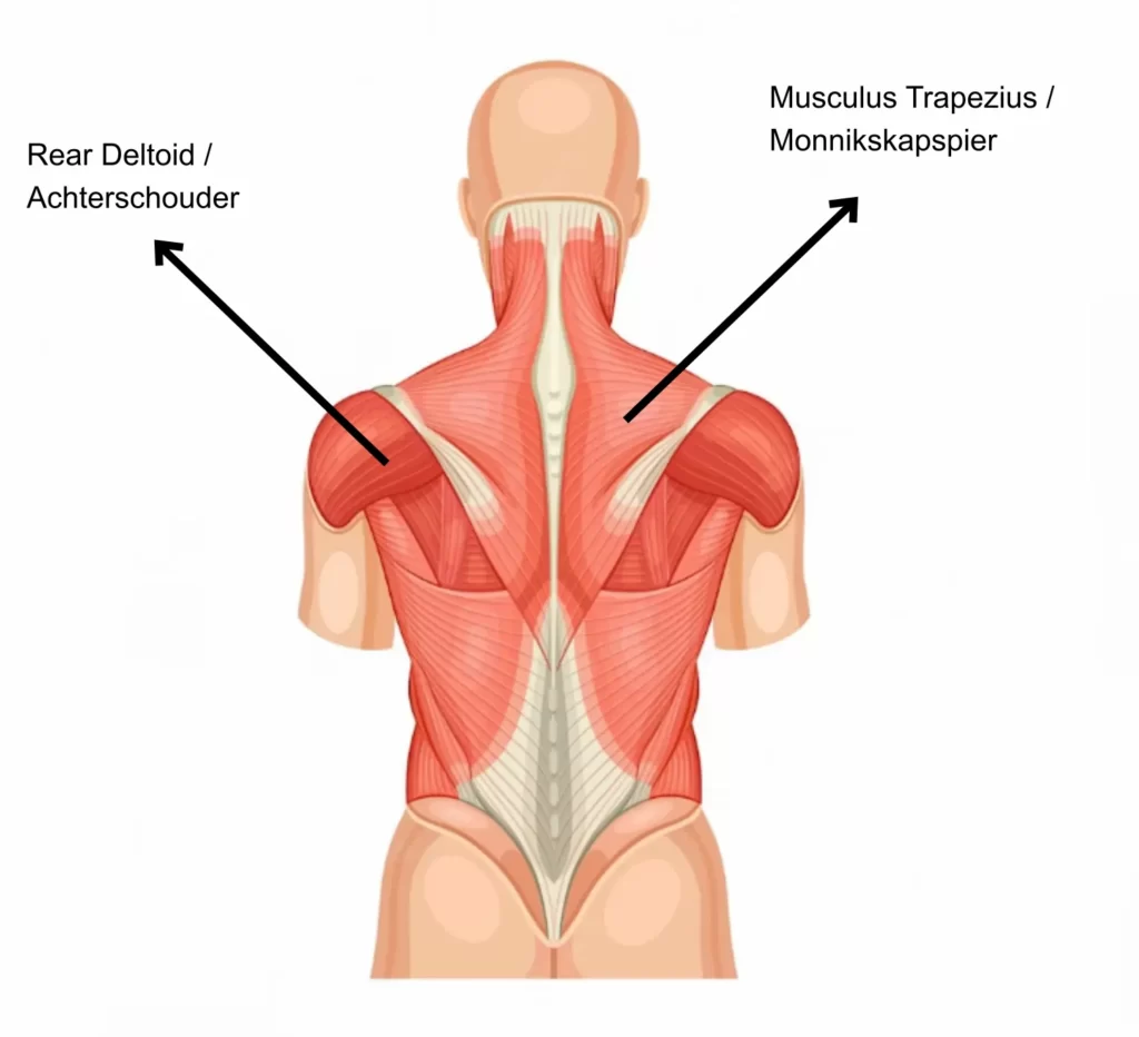 Bovenrug spieren Trapezius en Rear Deltoids